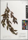 Foto von Salix mielichhoferi Saut. x Salix myrsinifolia Salisb.